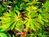 Acer japonicum ‘Aconitifolium’ HORT'IS VIRIDIOS (R)